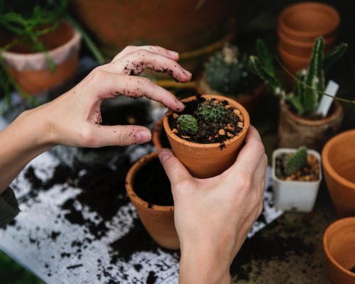 Best In House Plants Which Helps In Improving Air Quality