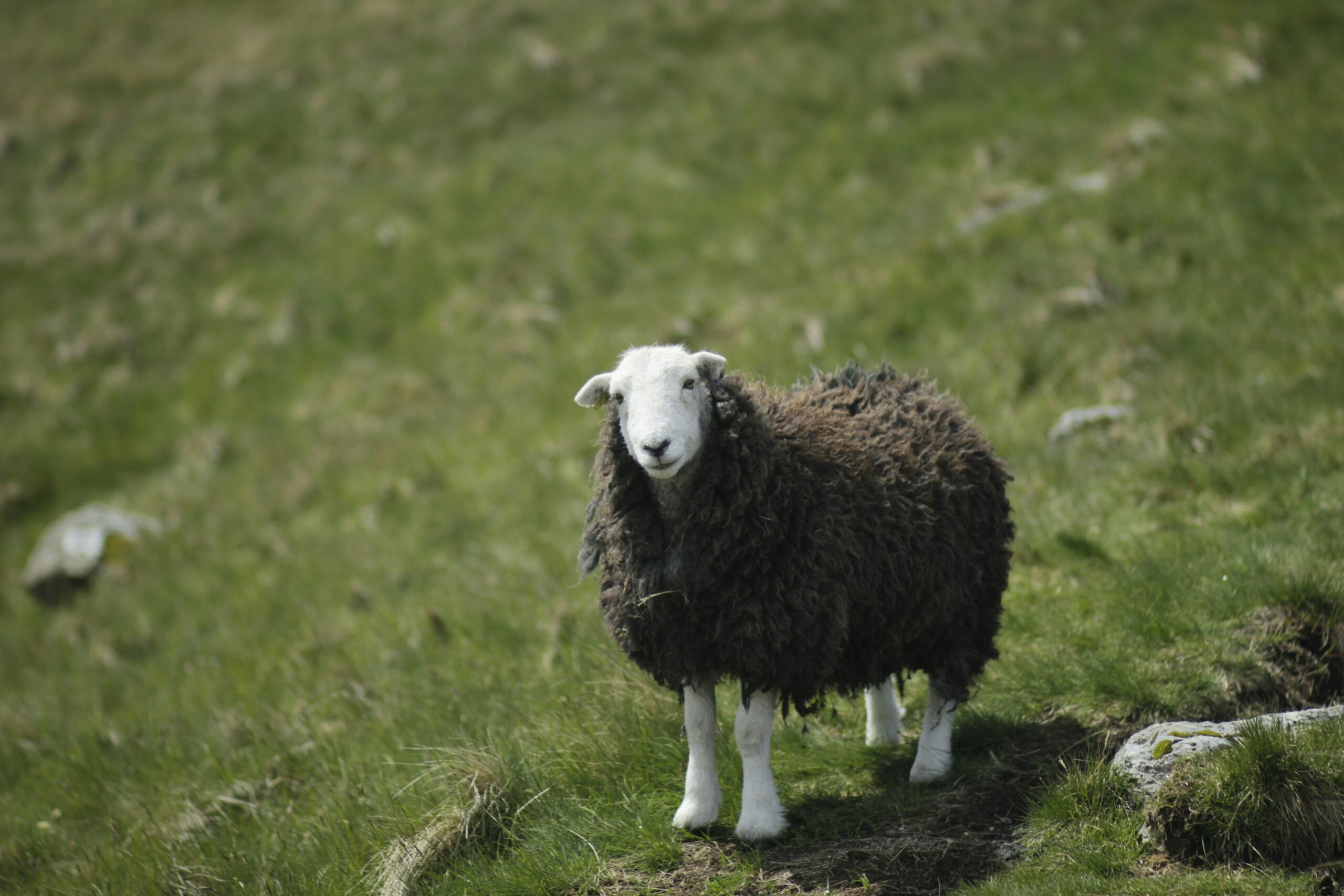Baa baa Black sheep – Do you know its dark origin? #BlogchatterAtoZ